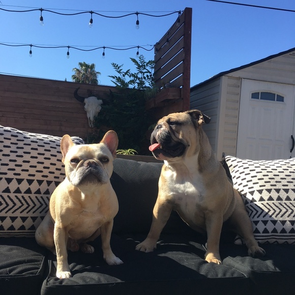 Meet your Posher, Sandy - Picture 5 of 7